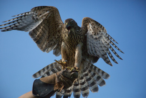 H is for Hawk - Goshawk